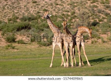 Giraffe (Giraffa giraffa giraffa), Kgalagadi Transfrontier Park, Kalahari desert, South Africa.