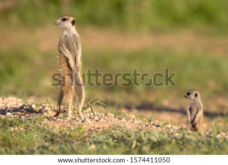 Suricates (Suricata suricatta), Kgalagadi Transfrontier Park, Kalahari desert, South Africa.