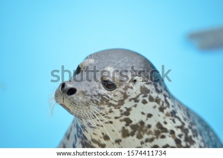 A close up portrait of a large adult spotted seal. Its eyes are dark, nose is heart shaped and its whiskers are long. Royalty-Free Stock Photo #1574411734