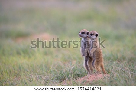 Suricate (Suricata suricatta) - Young, Kgalagadi Transfrontier Park, Kalahari desert, South Africa.