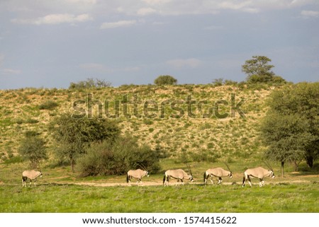 Gemsboks (Oryx gazella), Kgalagadi Transfrontier Park, Kalahari desert, South Africa.