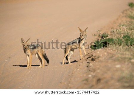 Black-backed Jackal (Canis mesomelas), Kgalagadi Transfrontier Park, Kalahari desert, South Africa.