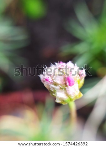 Beautiful Saxifrages flowers from red Armeria at the beginning of flowering, flowers and inflorescences after flowering.