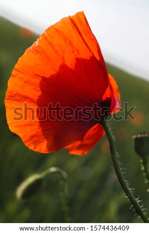 flower red poppy close-up portrait in a field in summer time in fresh air