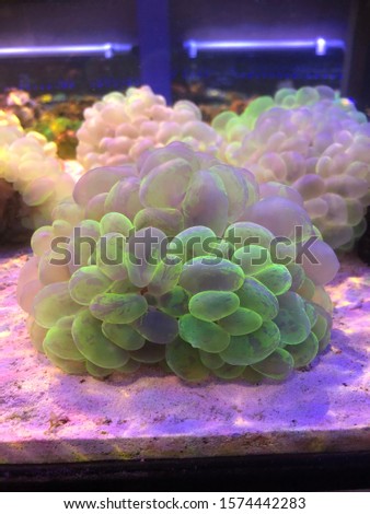 Bubble coral in reef tank