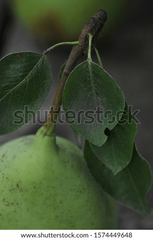 
pears on a wooden table