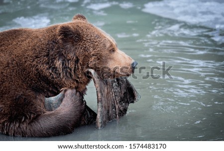 Wild Brown bear in the snow. Winter forest. Scientific name: Ursus arctos. Natural habitat. Winter season. water ice.