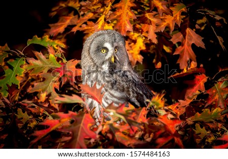 strix nebulosa great grey owl in autumn colors, great grey owl in red leaves, attractive owl portrait.