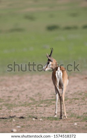 Springbok (Antidorcas marsupialis) - Lamb, Kgalagadi Transfrontier Park in rainy season, Kalhari Desert, South Africa.