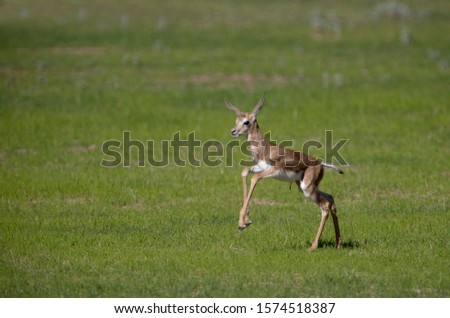 Springbok (Antidorcas marsupialis) - Lamb, Kgalagadi Transfrontier Park in rainy season, Kalhari Desert, South Africa.