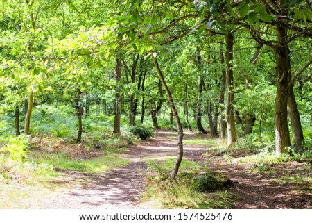 Green trees in Sherwood Forest. Sunlit forest glades of birdsong and peace. The ancient ‘Robin Hood’ woodland of oak and birch trees. Royalty-Free Stock Photo #1574525476