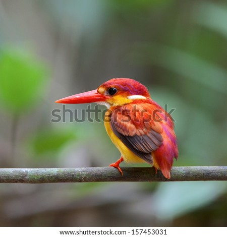 The female of Rufous-backed Kingfisher (Ceyx rufidorsa) is a species of bird in the Alcedinidae family. It is found in Thailand.  Royalty-Free Stock Photo #157453031