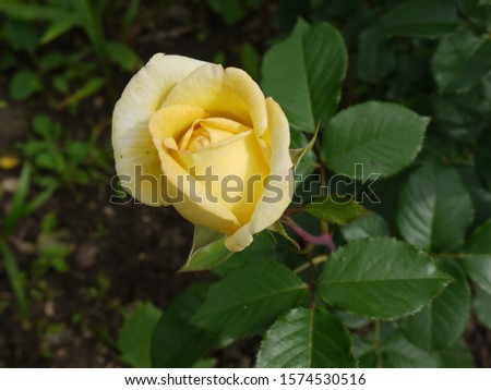 Yellow rose on a flowerbed against a background of green leaves