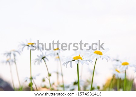 Fresh wild daisies close up in a field in the spring on a sunny day during sunset in the Netherlands