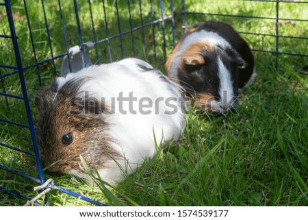 Two guinea pigs in a wire fencing in a garden