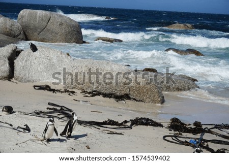 African Penguins on a beach
