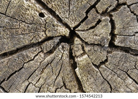 A detailed close up macro photograph of the cross section of an old cracked log. A beautiful texture for a background.