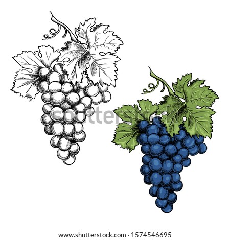Monochrome Illustration grape bunches and leaves isolated on white background. Colored blue grapes. Vector Sketch hand drawn. Graphics. Black and white Royalty-Free Stock Photo #1574546695