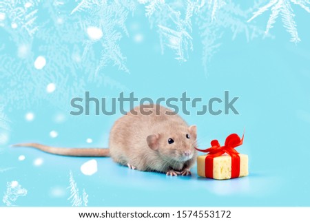 cute decorative rat with cheese gift and red bow on blue background