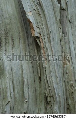 Texture of dry chopped old wood