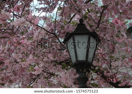 pink blossom spring flowers and street lamps