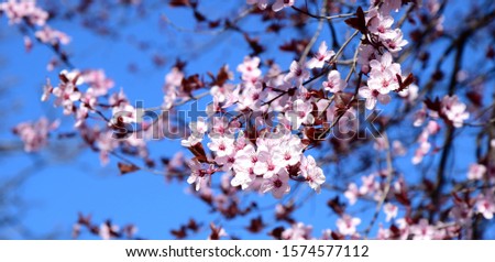 Gorgeous Japanese cherry blossoms in pink in front of blue sky