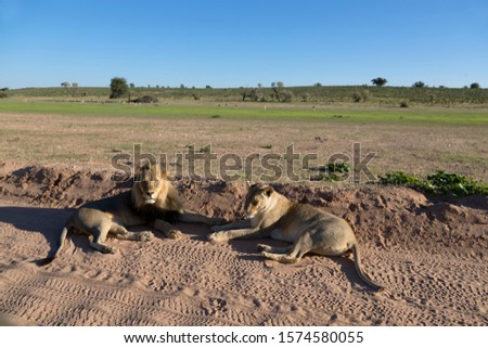 African lion (Panthera leo) - Male and female, in the grabel road, Kgalagadi Transfrontier Park, Kalahari desert, South Africa.