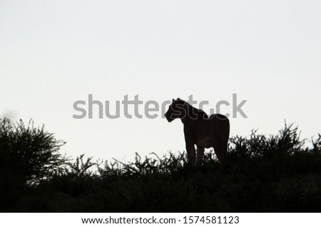 African lion (Panthera leo) -Female, Kgalagadi Transfrontier Park, Kalahari desert, South Africa.