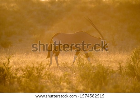 Gemsbok (Oryx gazella), Kgalagadi Transfrontier Park, Kalahari desert, South Africa.