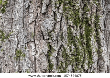 Background of the pattern of the old bark of a tree in autumn Park.