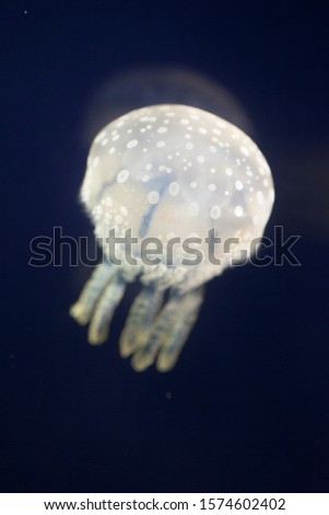 Spotted jellyfish - Small white jellyfish swimming in dark water.