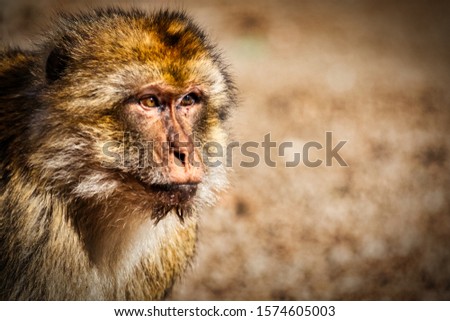 Wild macaque in the Atlas Mountains of Morocco