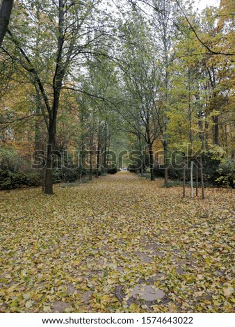 Berlin park in autumn fallen leaves