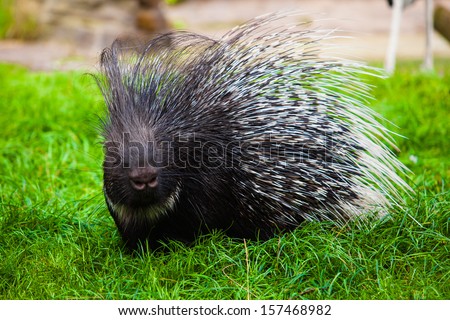 Porcupine on grass