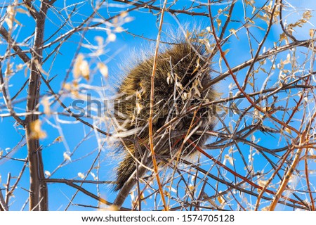 Porcupine nap time up a tree