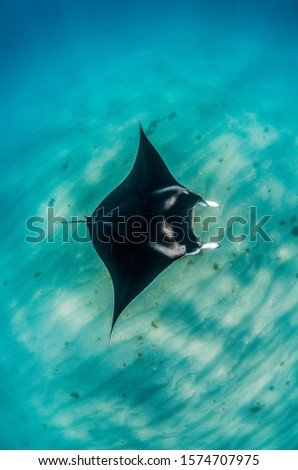 Manta Ray swimming in the wild  in clear turquoise water Royalty-Free Stock Photo #1574707975
