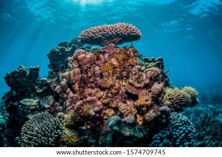 Underwater shot of pristine coral reef with sun beams shining through the surface