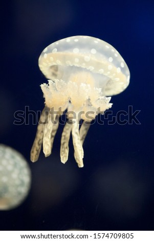 Spotted jellyfish - Small white jellyfish swimming in dark water.