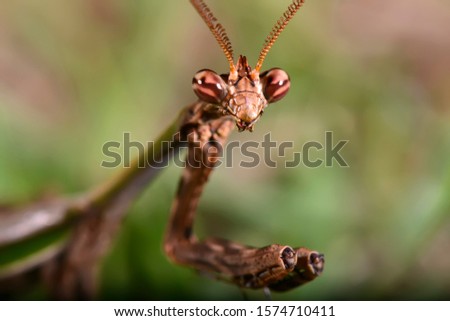  Praying mantis photographed in Linhares, Espirito Santo. Southeast of Brazil. Atlantic Forest Biome. Picture made in 2014.
