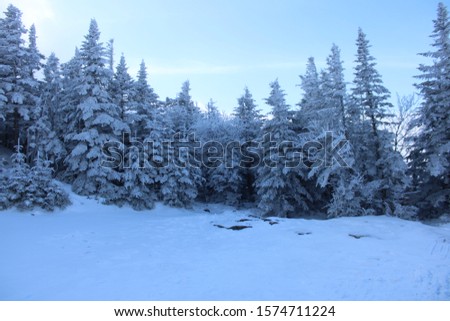 Beautiful landscape of Whiteface Mountain peak in winter on a snowy day with clouds hovering around and pine trees covered with snow. 
