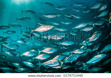 School of large pelagic fish swimming together in clear blue ocean, with sun beams shining through the surface