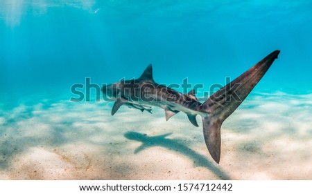 Tiger shark swimming peacefully over sand flats in clear shallow water