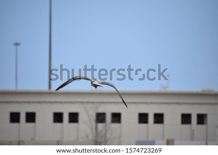 Seagull is flying with blue sky background.