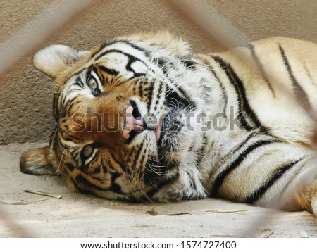 The tiger looks very scary even when it is sleepy.