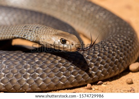 Highly venomous Eastern Brown Snake 