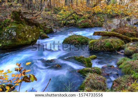Oirase Stream in sunny day, beautiful fall foliage scene in autumn colors. Flowing river, mossy rocks and waterfall in Towada Hachimantai National Park, Aomori, Japan.