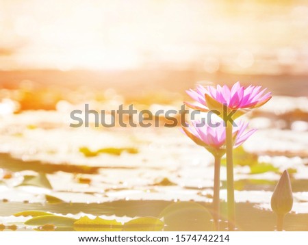 Beautiful purple pink lotus flower in a pond during sunset