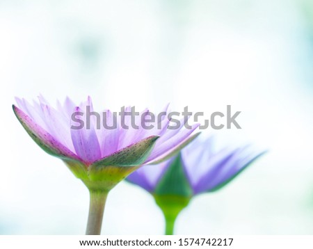 Beautiful blooming flower with a bright background in a pond