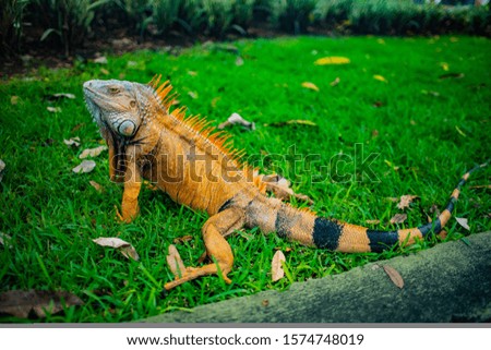 Big Iguana is a genus of herbivorous lizards. Iguana dragon.