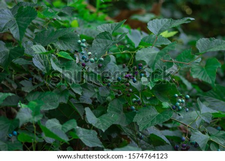 Wild grapes (Ampelopsis) with fruits on a branch. Selective focus.
